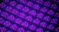 UV LEDs